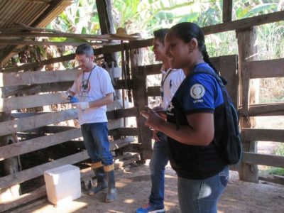 Amazonas intensifica controle contra brucelose