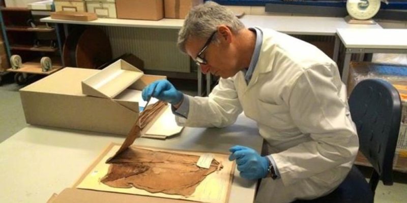 Como a Holanda conseguiu plantar sua primeira safra de bananas sem usar terra