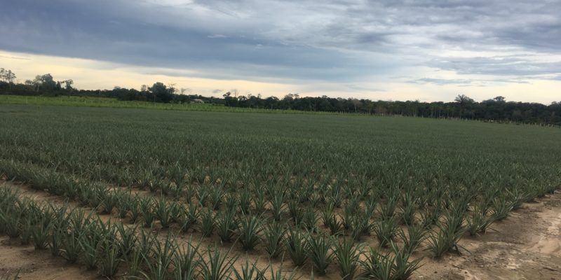 Amazonas é o segundo maior produtor de abacaxi da região norte