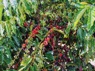 Governo do Amazonas, por meio da Sepror apresenta plano de ação para alavancar produção de café no estado
